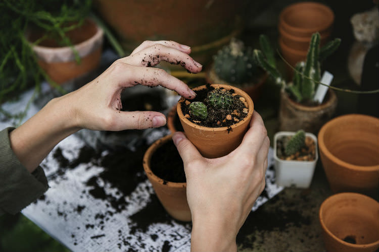 Potting a Cactus